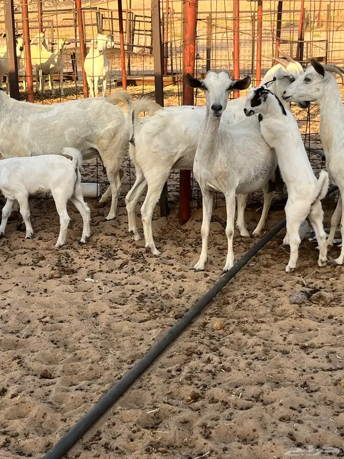 معزا بيشية مراح واحد . 5