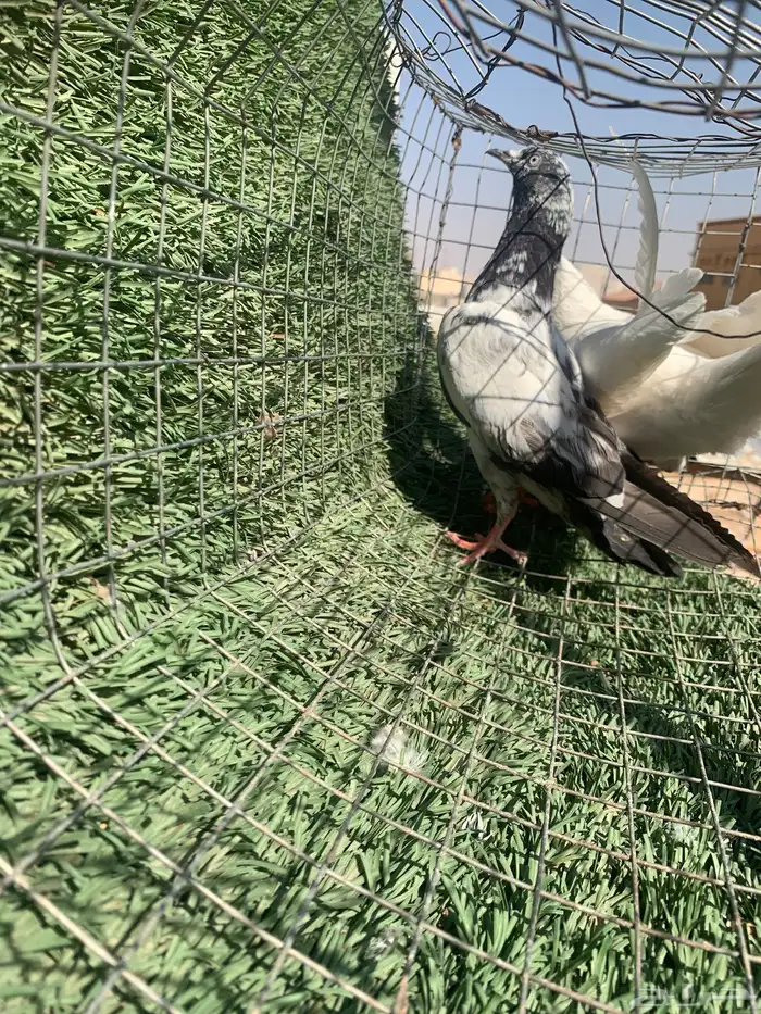 حمام بكستاني 0