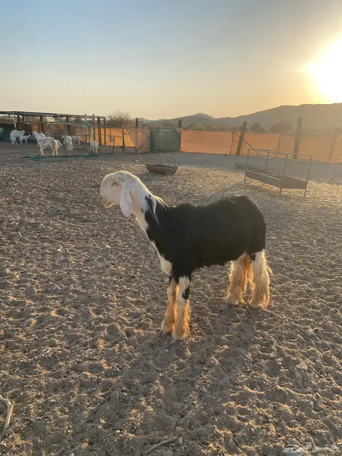 طلي نجدي صنف ثني 0