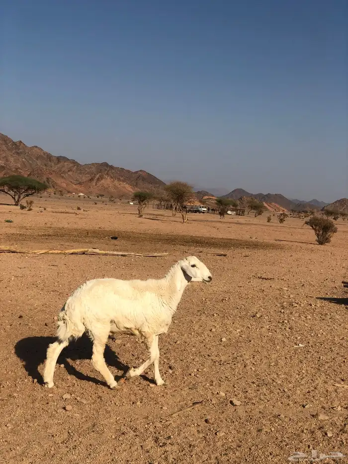 طلي  حبصي 0