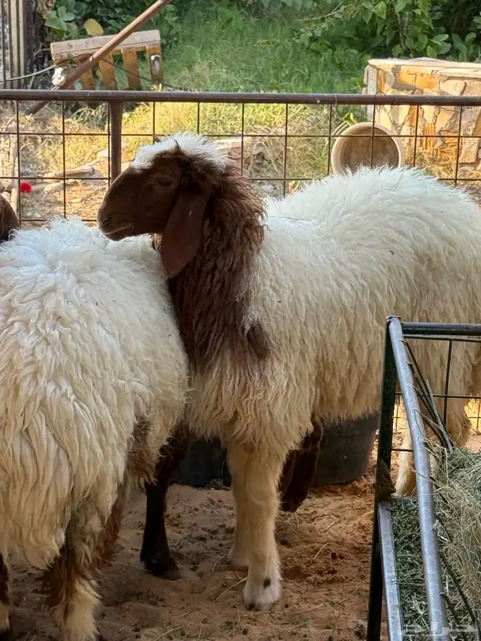 أربع جذعات العمر ست شهور 0