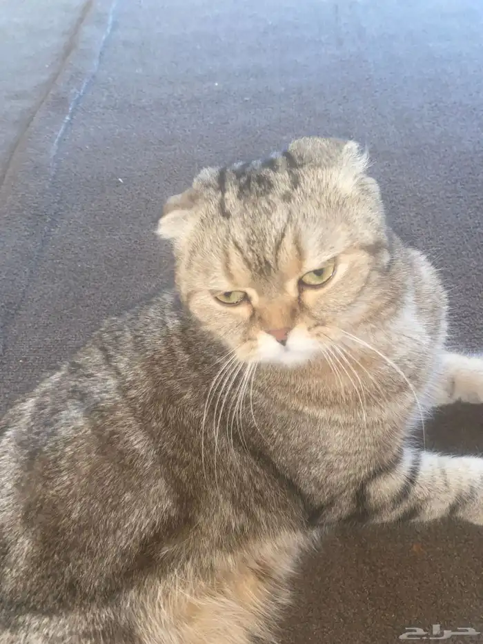 للبيع قط على السوم 0