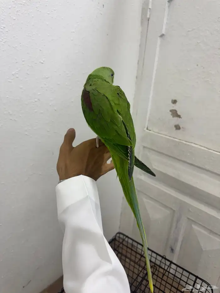 دره نيبالي 2