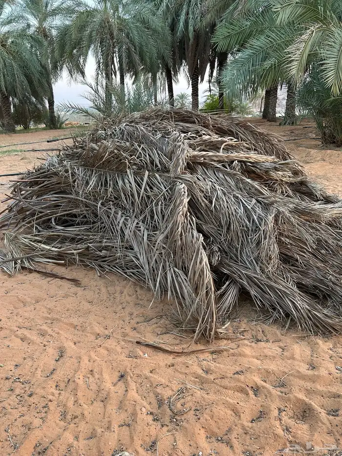 عسيب نخل للبيع 0