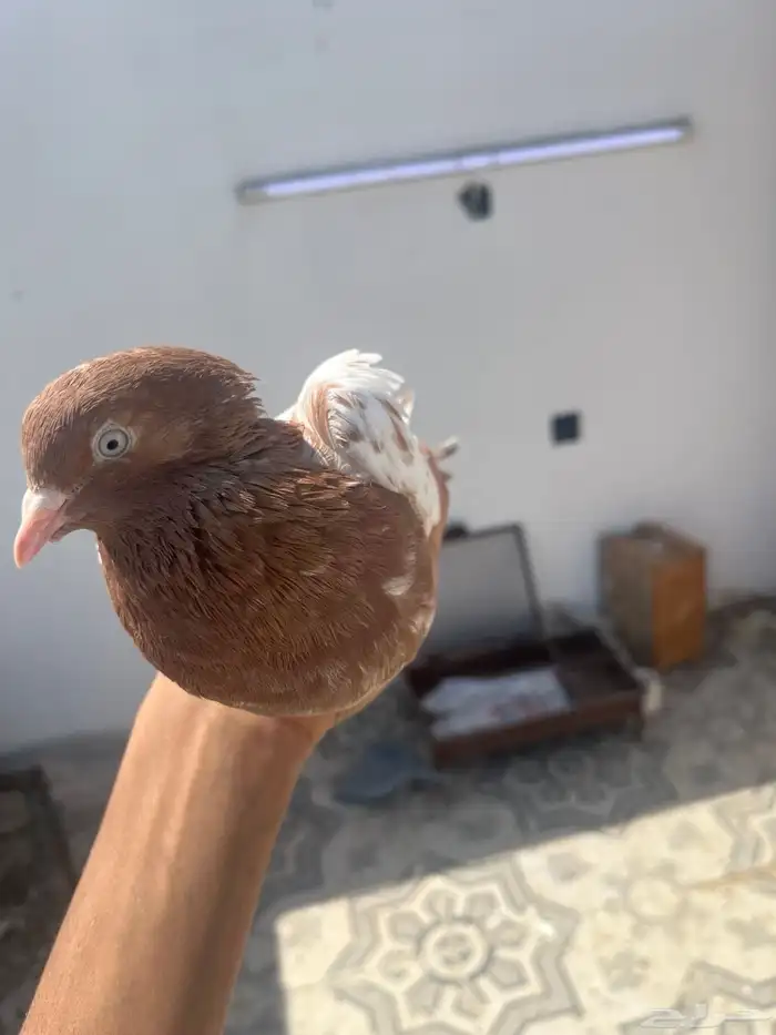 جوز لاكا 11