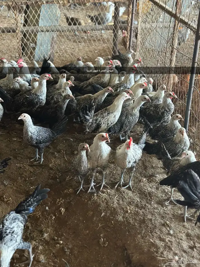 مشروع للبيع دجاج فيومي  دجاج براهما 11