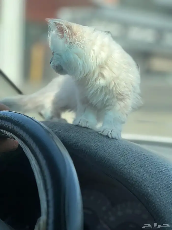 قطط 4