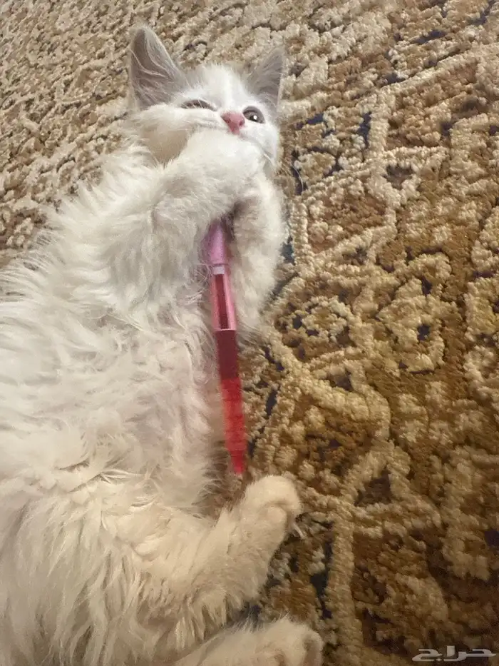 قطط للتبني 3