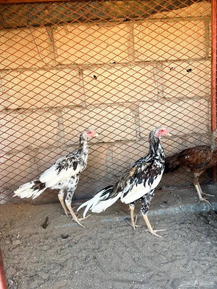 دجاج بكستاني 2