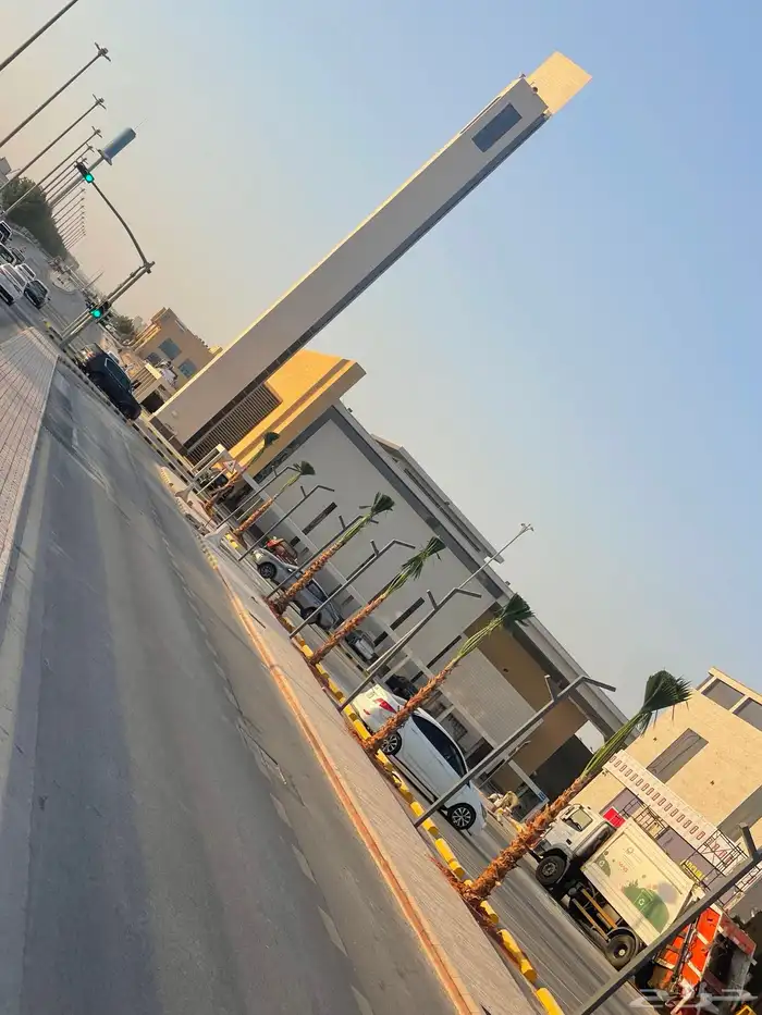 نخيل واشنطويا للبيع 4