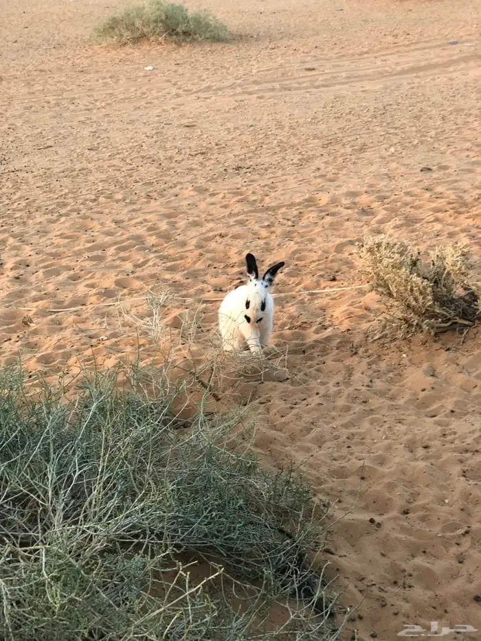 ذكر ارنب بابون 1