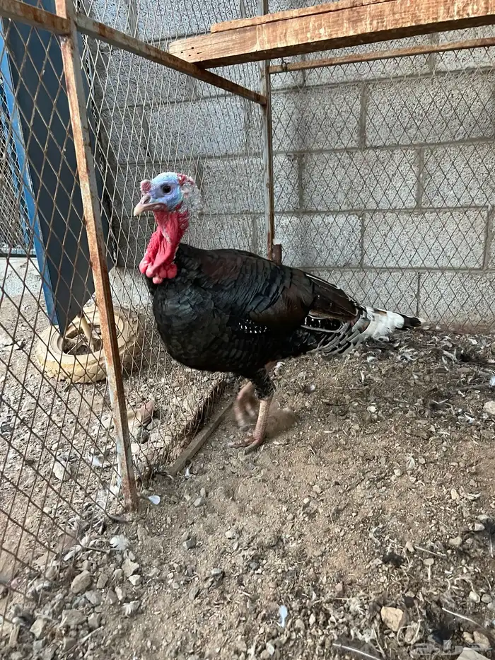 ديك رومي(تم البيع) 1