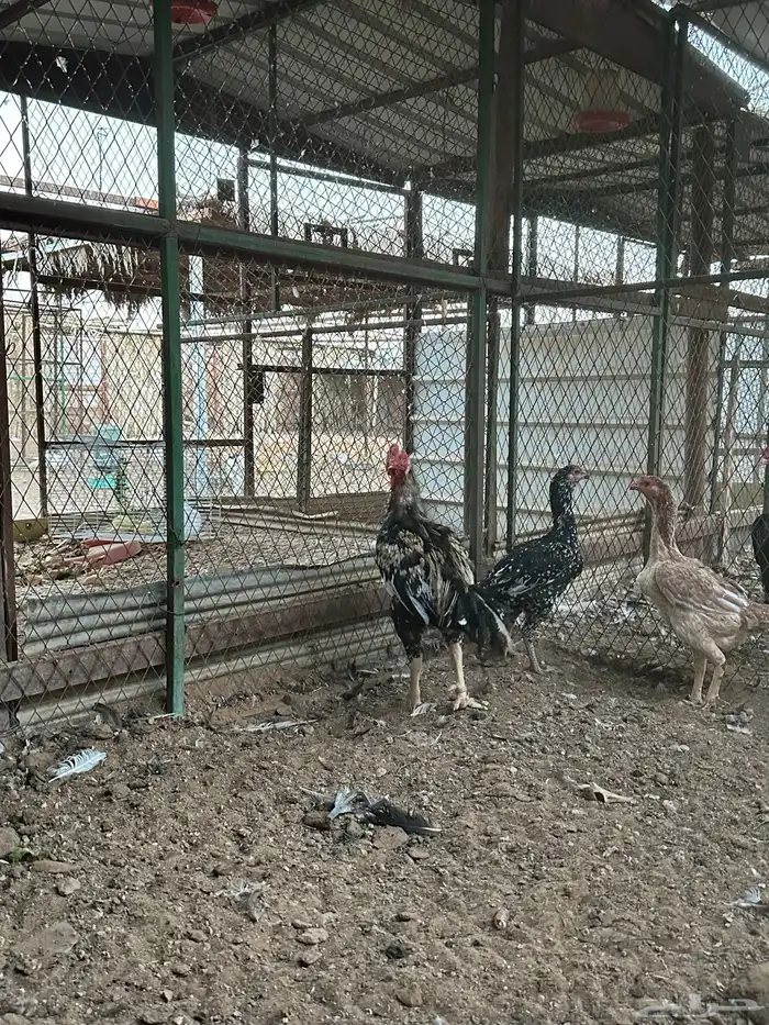 اطقم دجاج شامو - مستوى تب 2