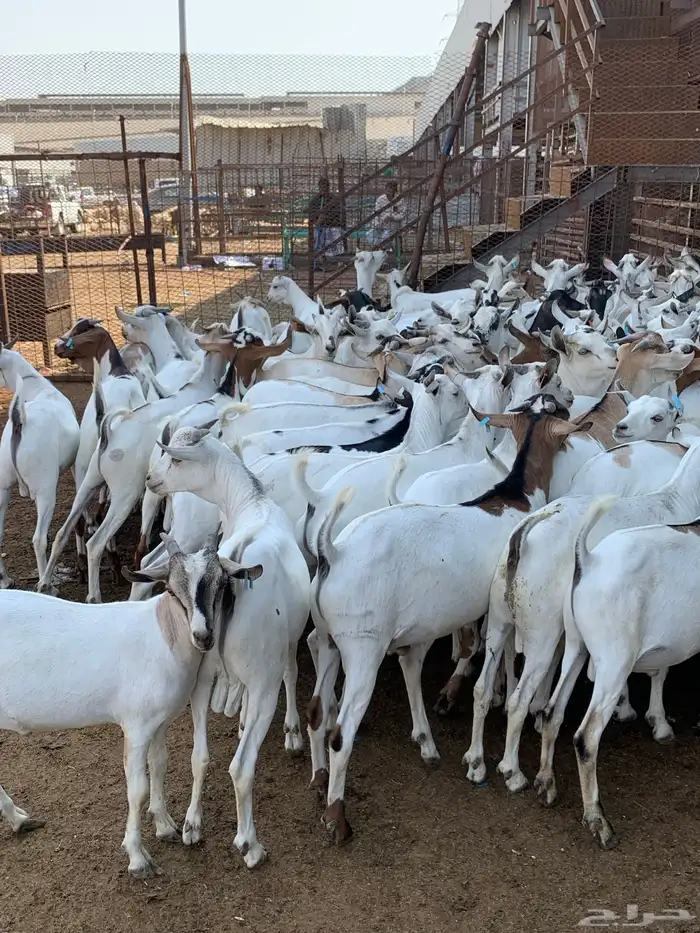 تيوس مرابي خميس مشيط 3