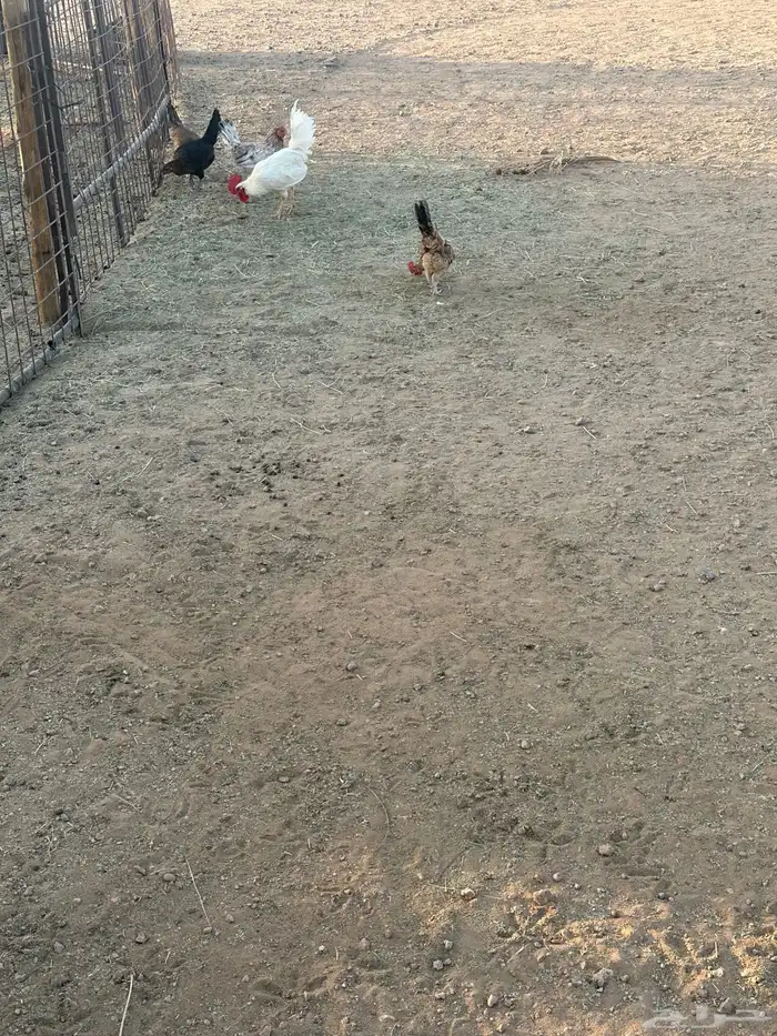 دجاج للبيع 3