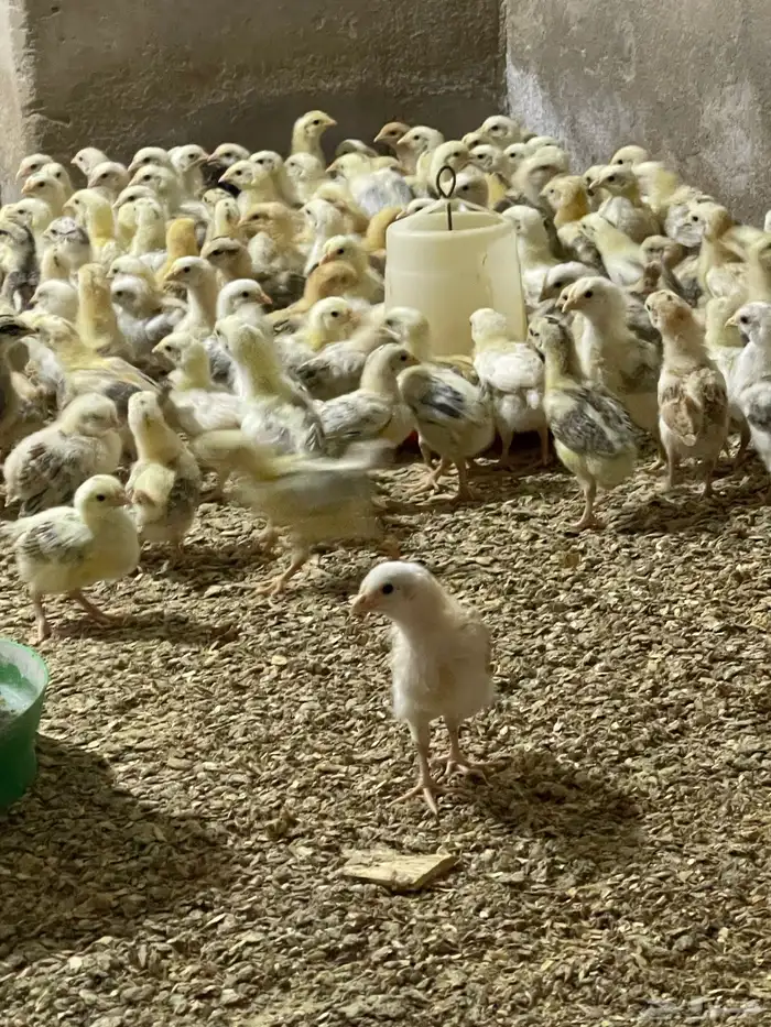 صوص دجاج بلدي 1