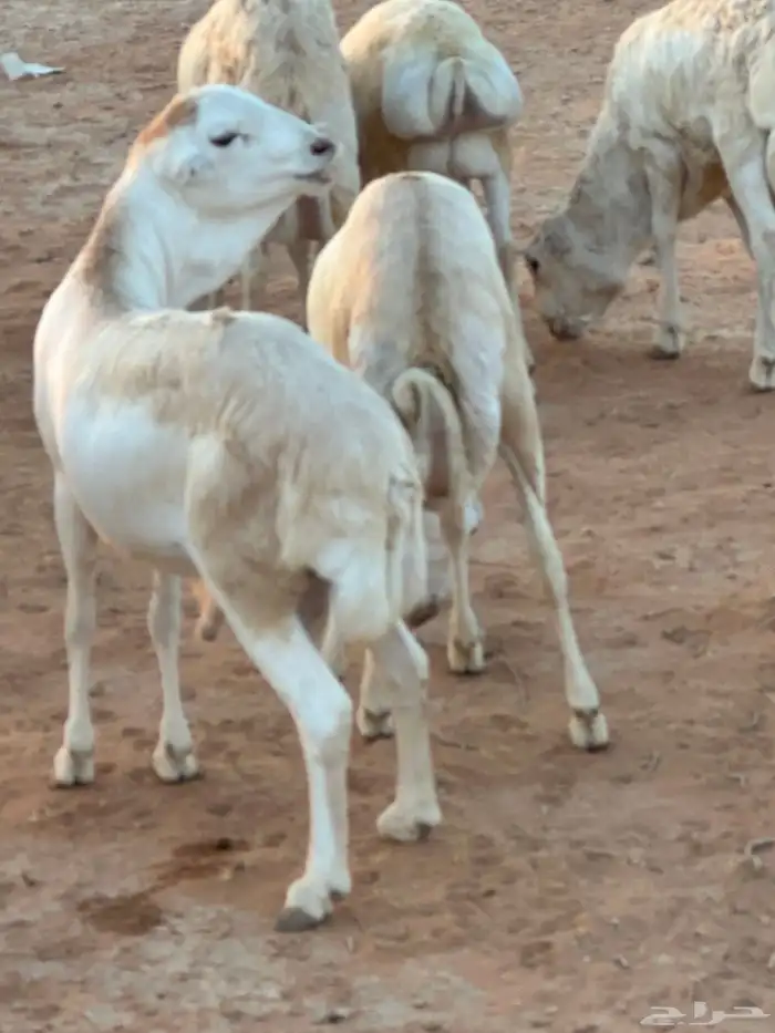 تيوس بيشيه عمر 4 شهور مرابي 9