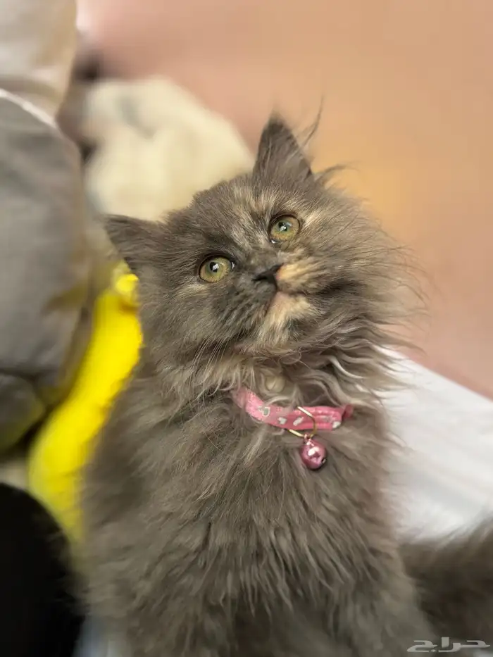 قطة شيرازي أمريكي 0