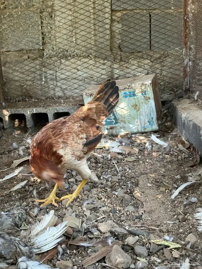ديك ودجاجه بلدي اصيل 6