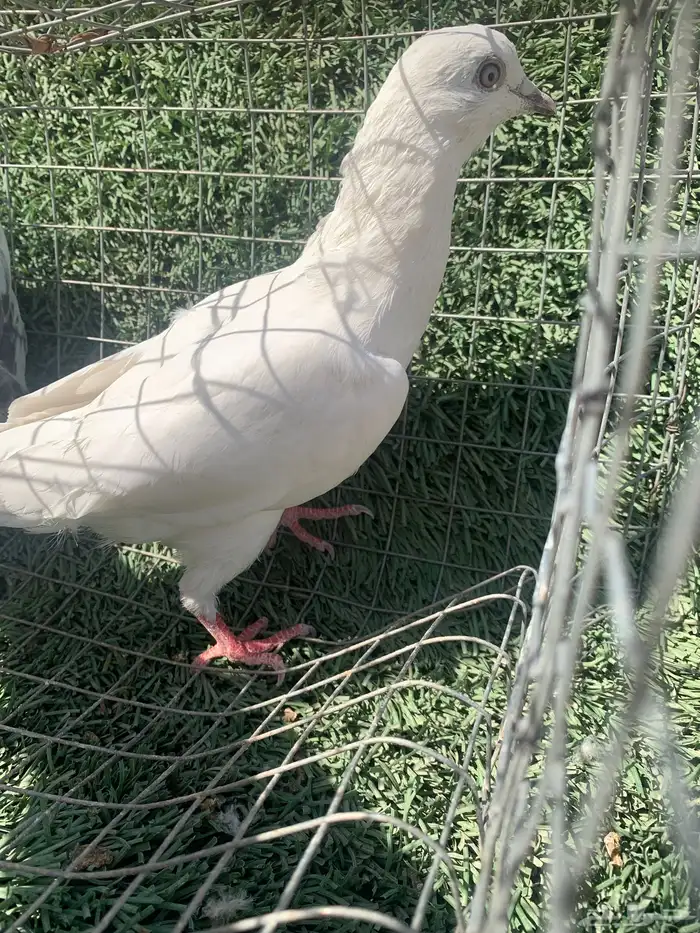 حمام بكستاني 1