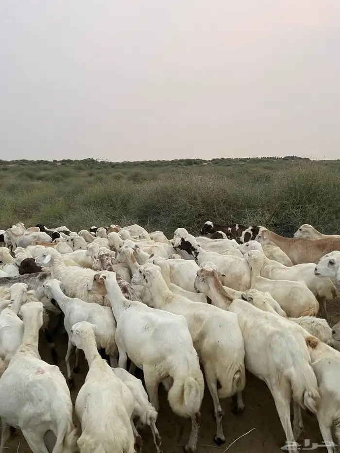 غنم الرفيدي 0