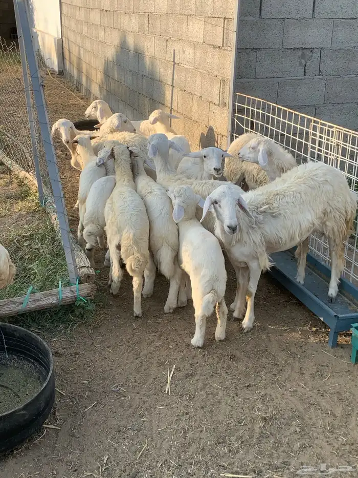 للبيع طليان ورخال عدد 16 4