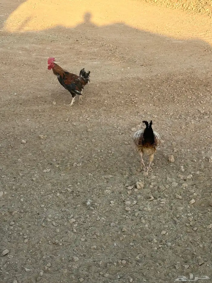 دجاج للبيع 0