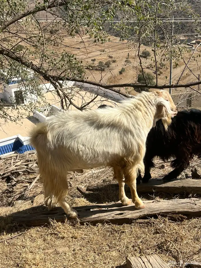 تيس فحل مشروط 1