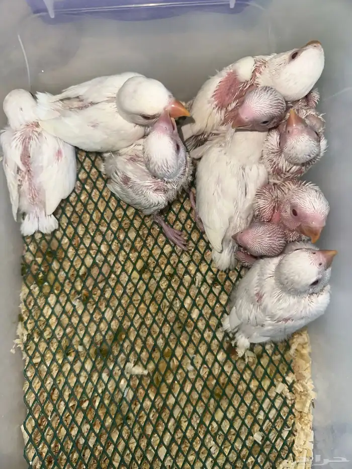 فروخ روز(البينو وبافالو) مميزه وحلوه 1