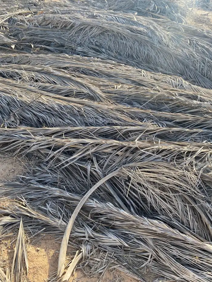 جريد نخل ( سعف ) كمية كبيرة 2