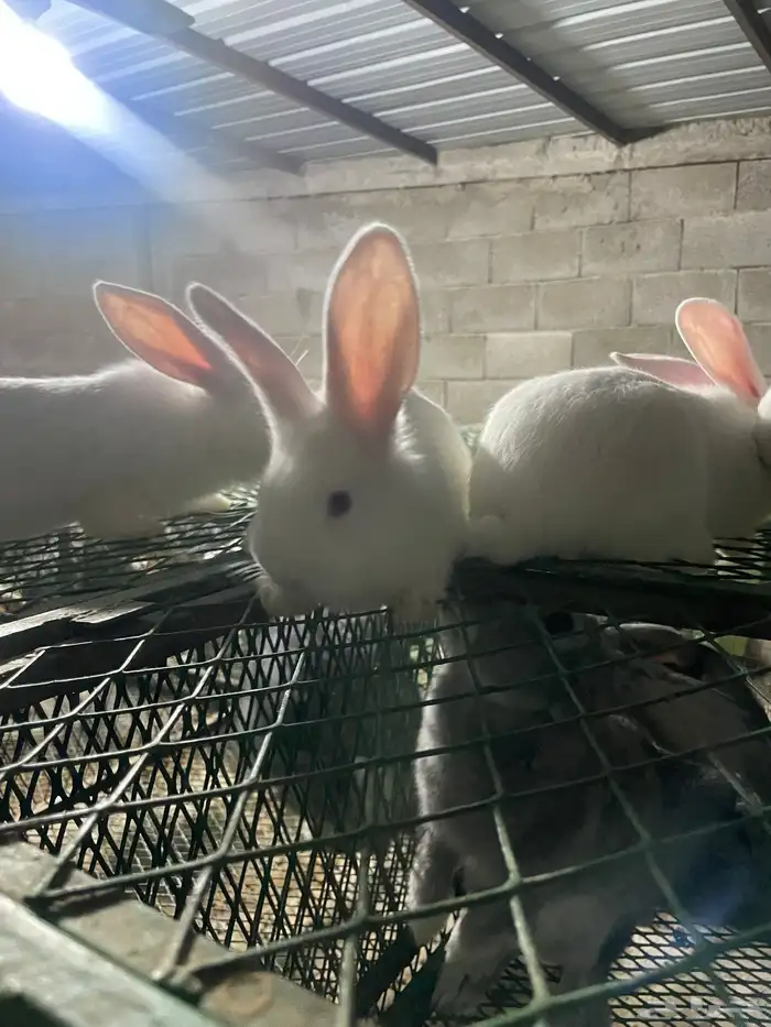 انتاج فلاندر 16