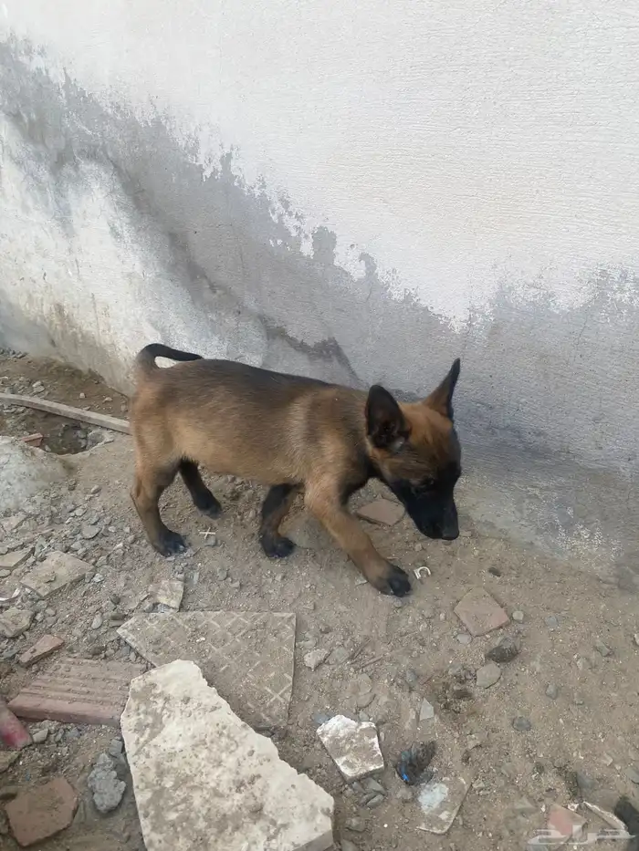 جراء مالينو بيور 5