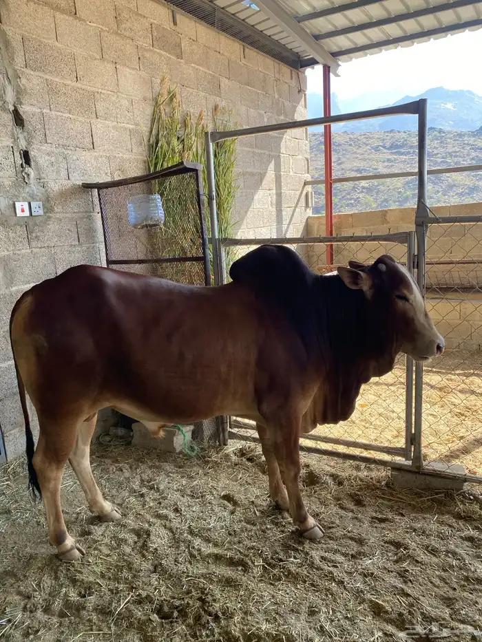 ثور فحل مطلع الثنيه 1