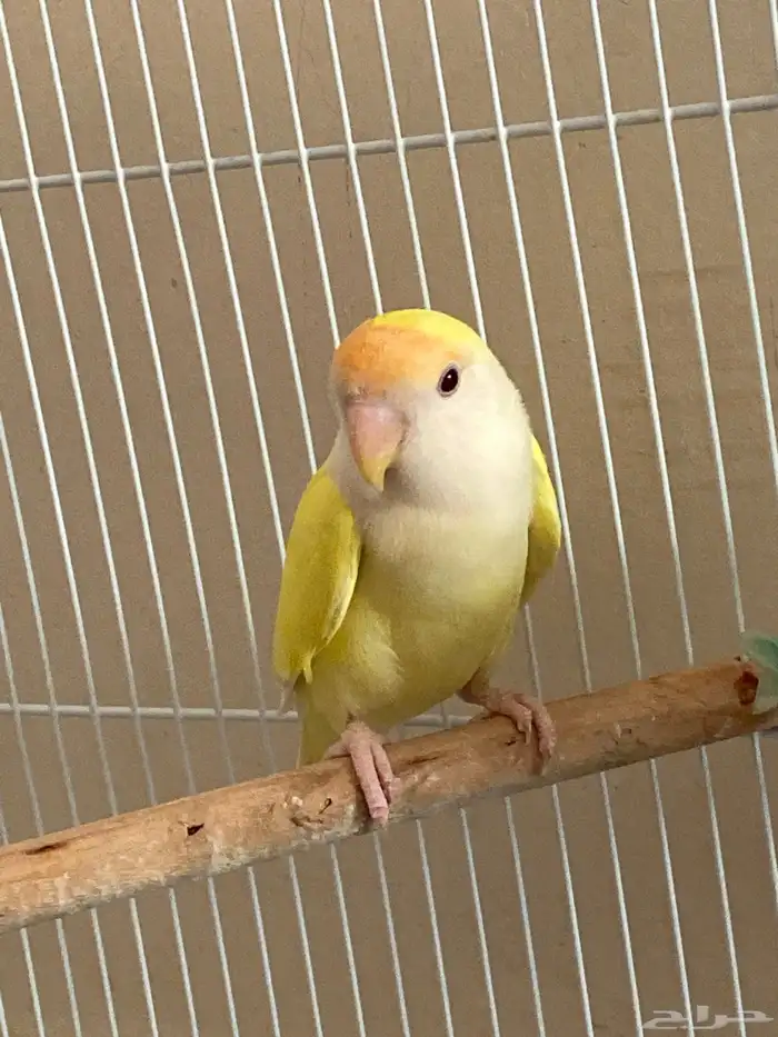 روز انثى   200   و صحتها زين 2