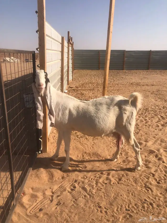 عنز دافع 1