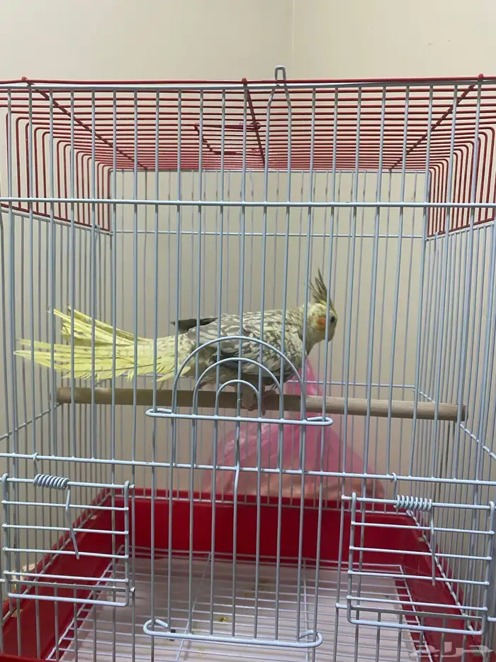 كروان انثى 0