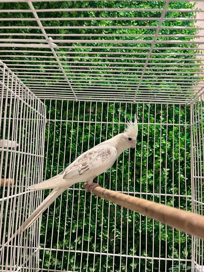 جوز كروان بصمة - بايد بيرل تم البيع خارج الموقع 3