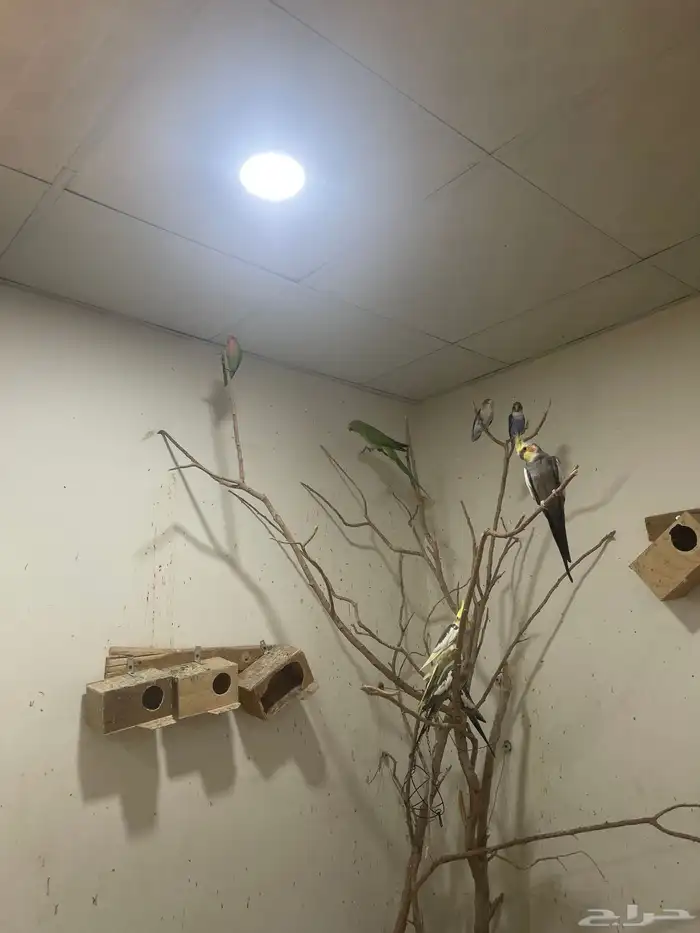 السلام عليكم ورحمه الله وبركاته عندي طيور للبيع. على السوم 2