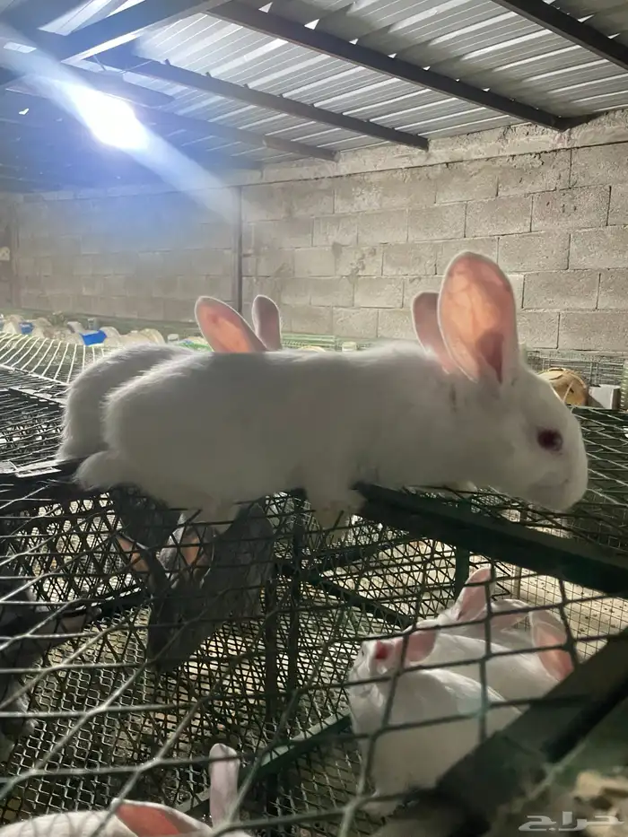 انتاج فلاندر 7