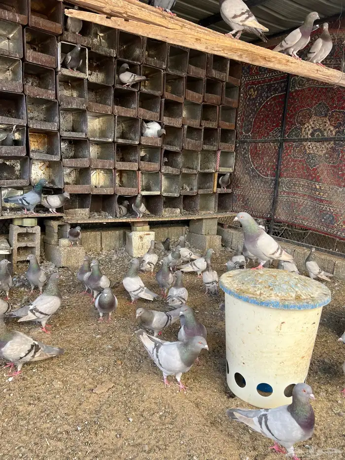 للبيع حمام سلفر سوبر جامبو 0