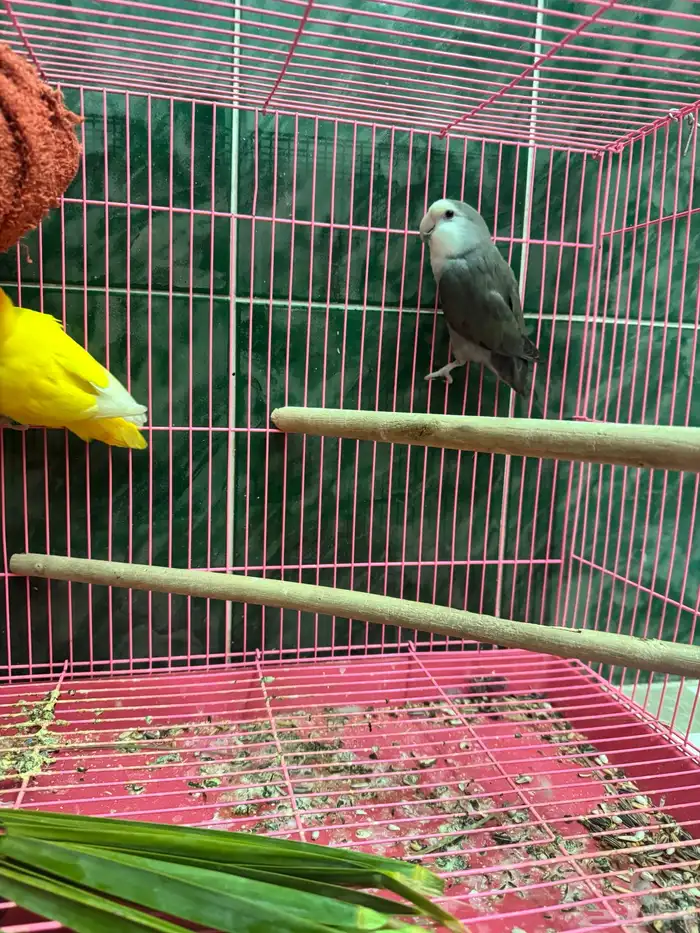 جوز روز منتج 0