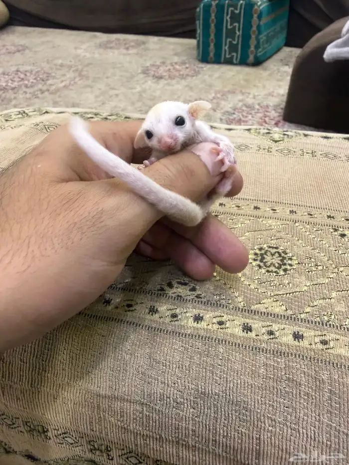 سنجاب شوقر قلايدر او الطائر 1