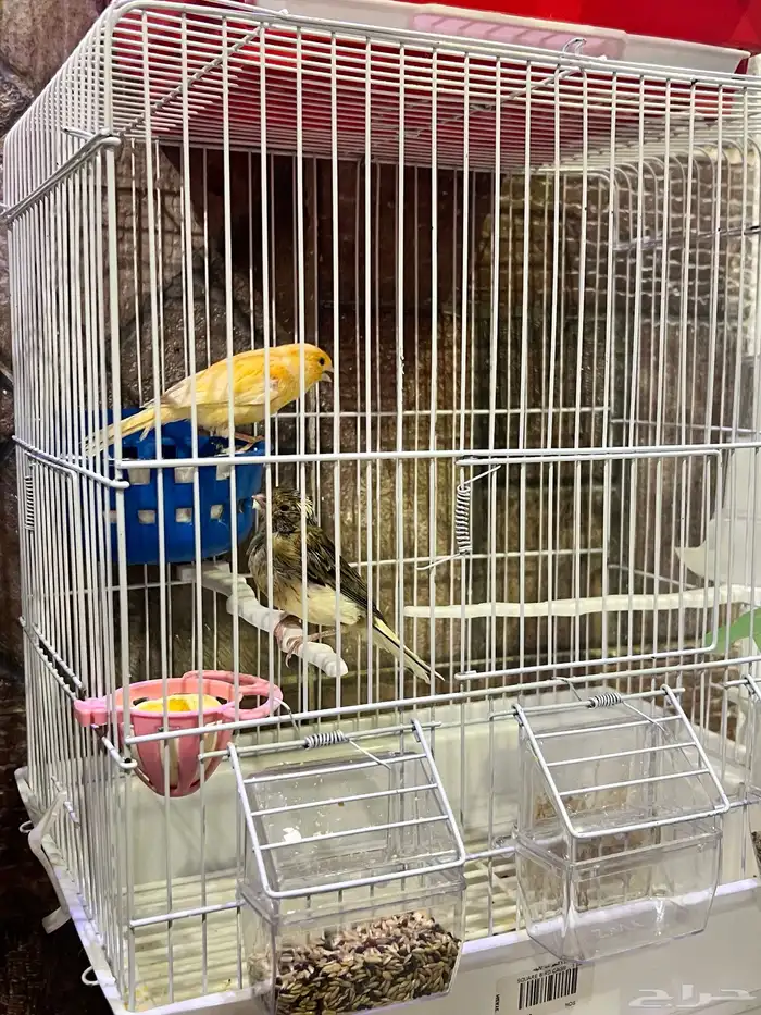 للبيع انثى كناري مع ولده وذكر كناري سوري 0