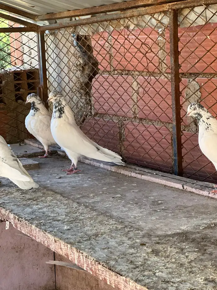 حمام بكستاني جناسر فواخر 2