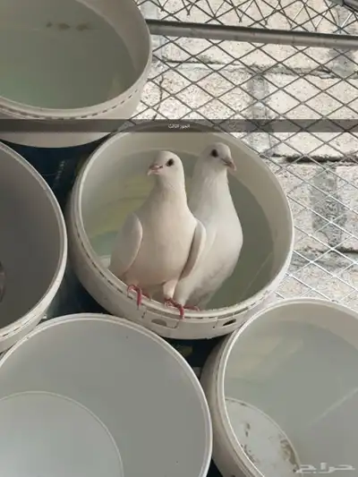 4 اجواز و فردتين مهجن بلدي على فرنسي index