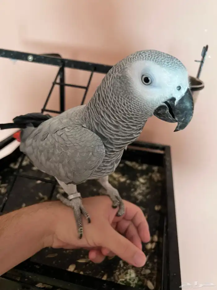 كاسكو انثى اليف 0