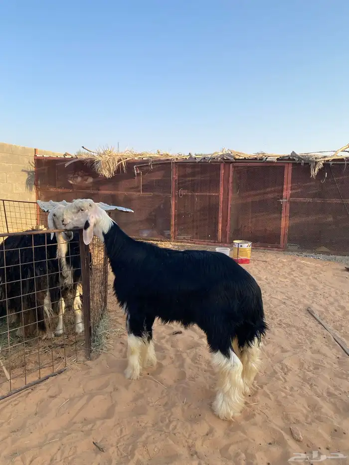 مشروع فحل نجدي فاخر 2