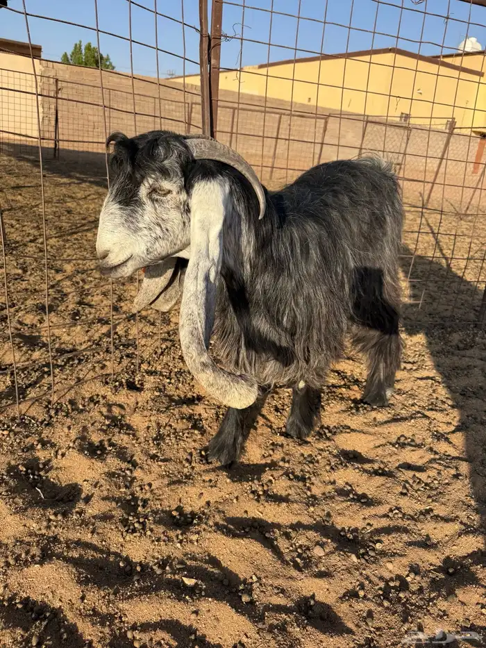 عنز توها مقروعه سنها تو مربع السعي على المشتري 1