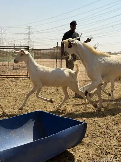 غنم جفار بيشيات صنف index
