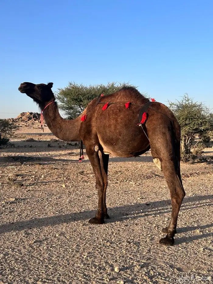 ناقه ساحليه صفرا 0